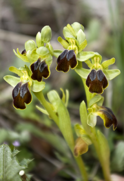 Ophrys lucana